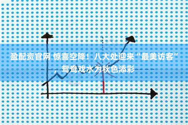 盈配资官网 惊喜空降！八大处迎来“最美访客”，鸳鸯戏水为秋色添彩